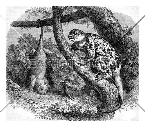 Cuscus of New Guinea, vintage engraved illustration. Magasin Pittoresque 1882.