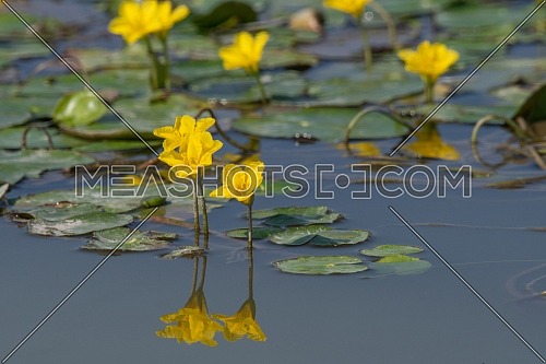 Dense floating fresh water vegetation of Fringed Water-lily (Nymphoides peltata)