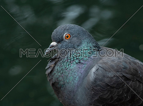 Pigeon. Dove. The large bird genus Columba comprises a group of medium to large stout-bodied pigeons, often referred to as the typical pigeons