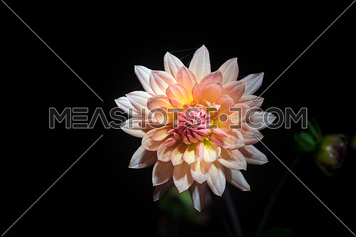 beautiful dahlia flower  isolated on black background with rain drops in garden