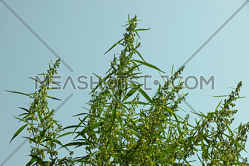 Close up fresh green cannabis or hemp in bloom over blue sky, leaves, buds and flowers, low angle view