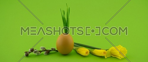 Creative Easter holiday or spring banner with wheat seedlings growing from eggshells, yellow flowers and pussy willow branch over a green background with free copy space for text
