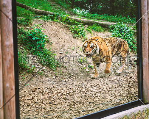 tiger through the window walking