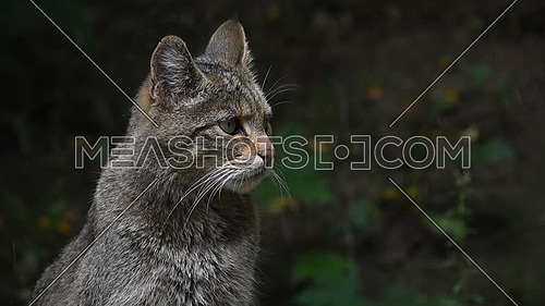 Close up side profile portrait of one European wildcat (Felis silvestris) looking away and turning head alerted, low angle view
