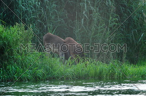 Follow shot for two Brown donkeys eating grass at field beside River Nile
