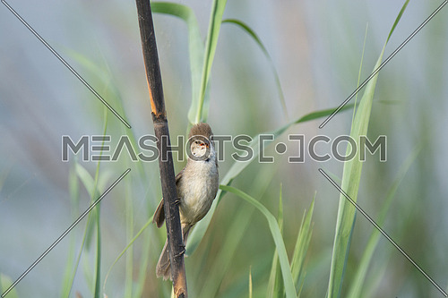 Reed Warbler Bird