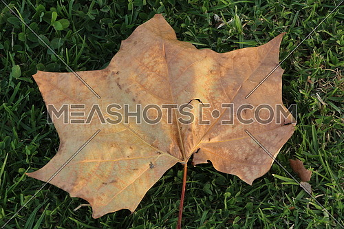 Leaf on the green grass