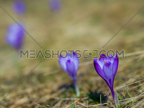 crocus purple flower first sign of spring