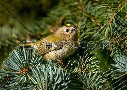 Goldcrest (Regulus regulus) a very small passerine bird searching for food