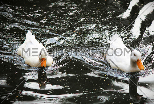 two Ducks swimming together in water