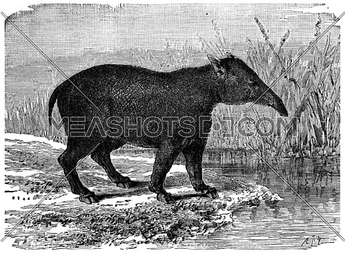 The great Paleotherium, mammal pachyderm of the Eocene period, vintage engraved illustration. Earth before man â 1886.