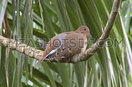 Turtle Dove on branch