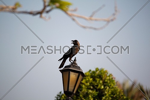 a crow standing on a lantern