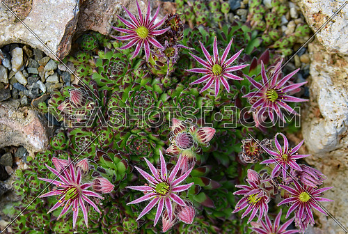 Sempervivum montanum, Crassulaceae, Stonecrop Family from the European Alps