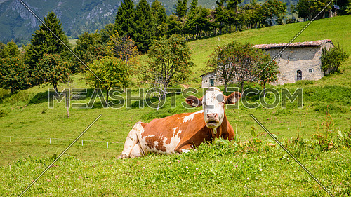 Brown white cow on a mountain sitting in italian alps.