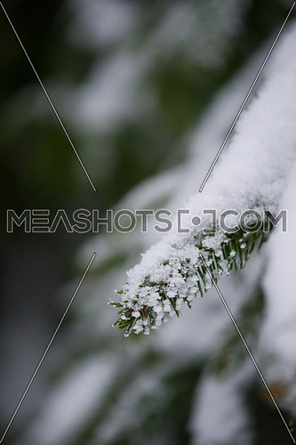 christmas evergreen spruce pine tree in nature  covered with fresh snow, frost and ice