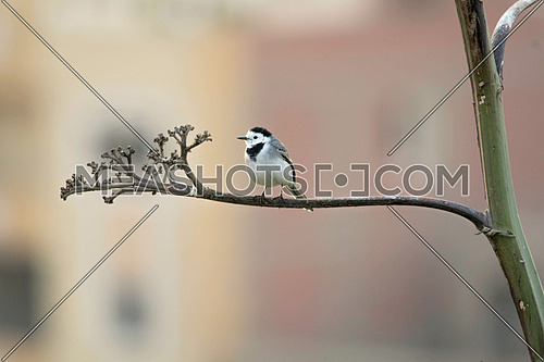 a White wagtail standing on a tree branch