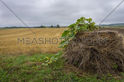 Old hay bale with the vine of a squash growing from the top alongside a wheat field in an agricultural landscape on a cloudy day