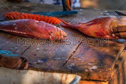 Close up to fisher's hands cleaning the red fresh fish on a dirty wooden table on the beach,Mauritius.