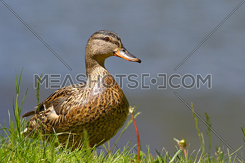 Female mallard duck in grass, Anas platyrhynchos