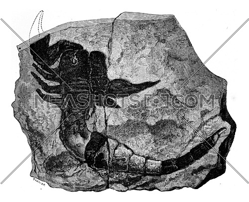 The oldest known land animal. Scorpion fossil found in 1884 in the Silurian, vintage engraved illustration. Earth before man â 1886.