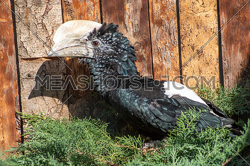 Silvery-cheeked hornbill (Bycanistes brevis) from a side view, tropical bird species from Africa