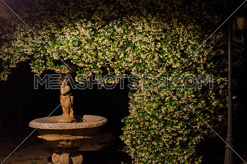 Jasmine tree going above a statue of a kid angle on a small dry water spring