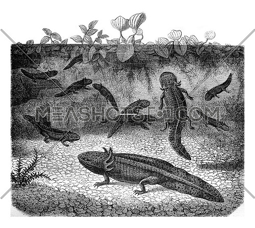 The Mexican Axolotl, vintage engraved illustration. Industrial encyclopedia E.-O. Lami - 1875.