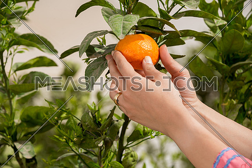 female hands holding a tangerine from the tree
