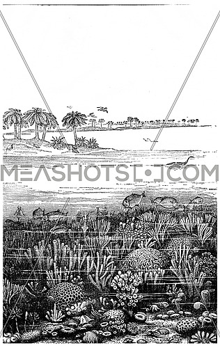 The age of the Jurassic sea at Burgundy, France, vintage engraved illustration. Earth before man â 1886.