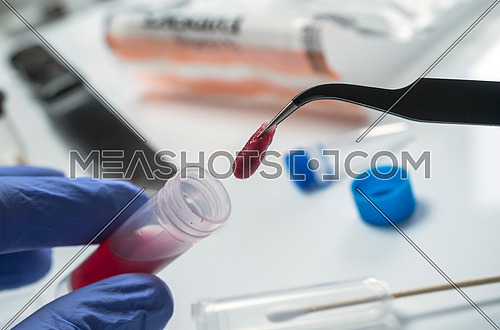 Police expert extracts traces of blood in a swab for analysis in the laboratory scientist