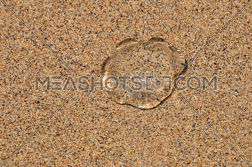 One small transparent jellyfish out of water on coarse colorful sand sea beach under the bright sunshine, close up, high angle view