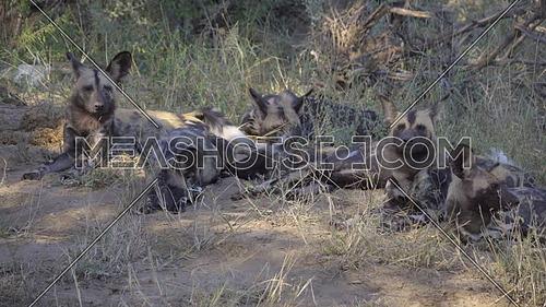 View of a pack of Cape Hunting Dogs in the shade