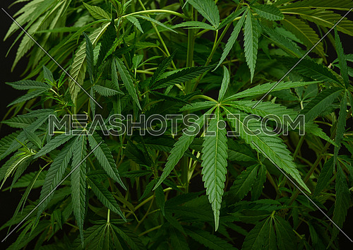 Close up one big fresh green cannabis or hemp plant over black background, high angle view