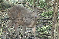 Red Brocket Deer (3 of 3)