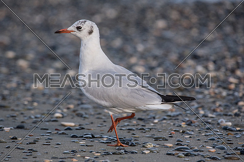 Seagull sitting on a rock on a background of blue sea