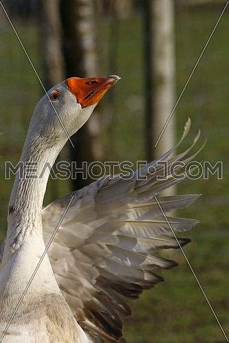 Goose portrait on a goose farm