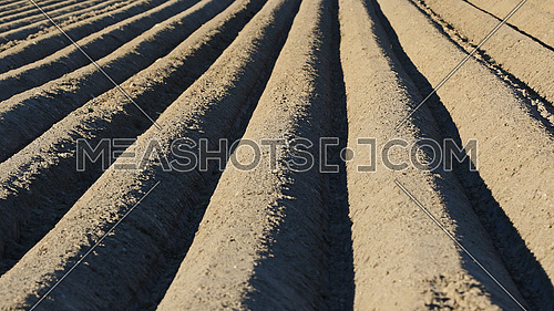 Plow lines in agricultural field