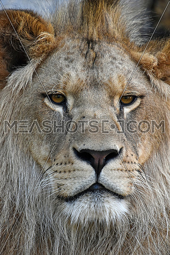 Extreme close up portrait of young cute male African lion with beautiful mane, looking at camera, low angle view