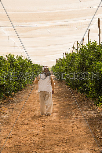 a male egyptian farmer walking between the trees holding axe