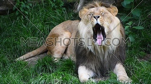 Close up portrait of one male lion turning head, yawning and looking at camera over background of green grass, low angle view
