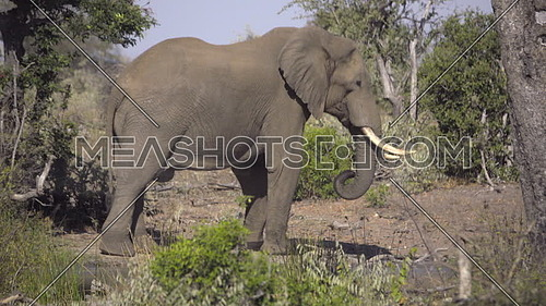 Scene of a side view of a bull elephants body