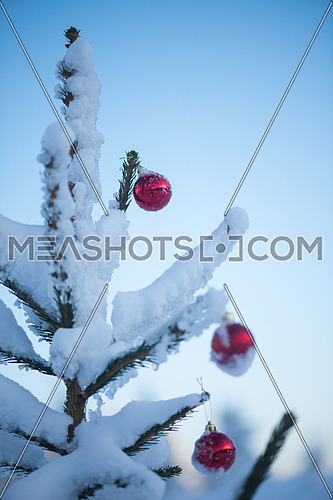 christmas red balls  on pine tree covered with fresh snow
