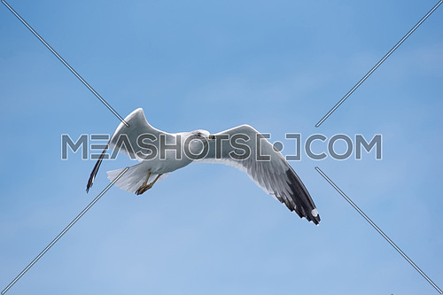 Detailed portrait of natural flying Armenian gull (Larus armenicus).The Armenian gull (Larus armenicus) is a large gull found in the Caucasus and Middle East