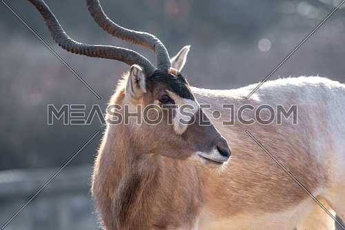 Portrait of Addax (Addax nasomaculatus) also known as the white antelope and the screwhorn antelope, is an antelope of the genus Addax, that lives in the Sahara desert