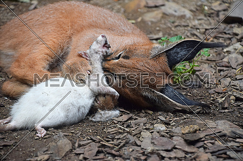 Close up view of one cute baby caracal kitten playing with food, dead white rat, imitating hunting and chasing prey, high angle view
