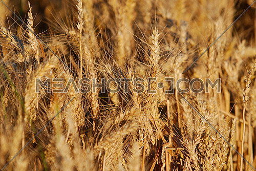 wheat and blue sky   (NIKON D80; 6.7.2007; 1/250 at f/6.3; ISO 100; white balance: Auto; focal length: 230 mm)