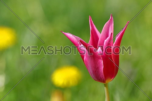 Colorful tulip flower against blurred dandelions and grass