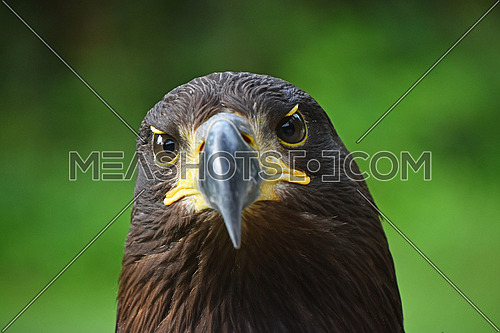 Close up front portrait of one Golden eagle (Aquila chrysaetos) looking at camera over green background, low angle view