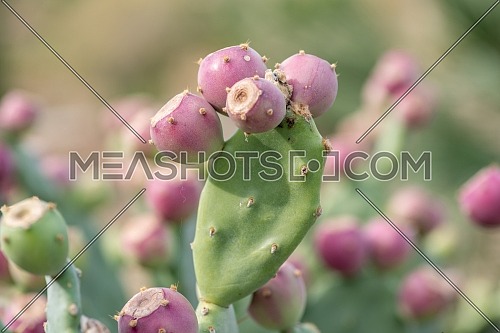 Prickly pear cactus (Opuntia ficus-indica, also known as Indian fig opuntia, barbary fig, cactus pear, spineless cactus)